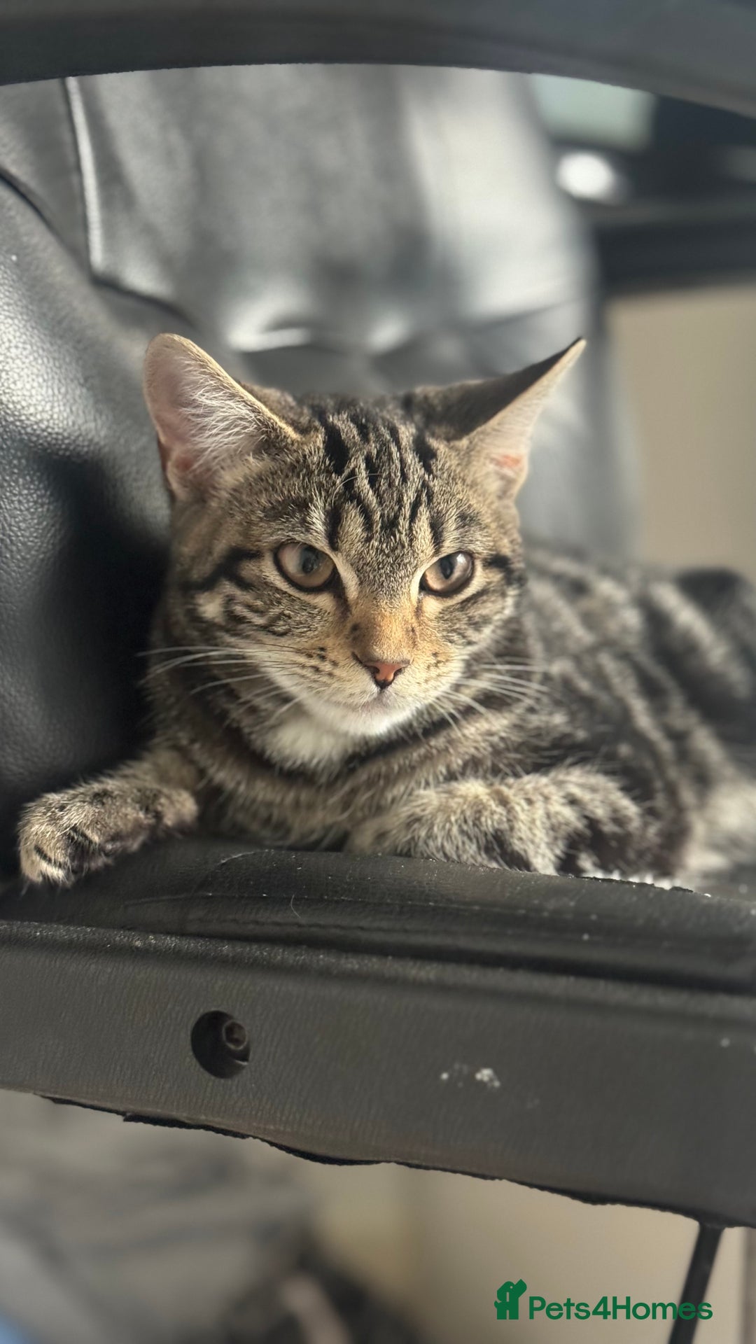 Mixed Breed cats for sale: Kittens for sale - Image 4