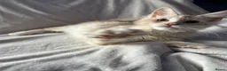 Maine Coon cats for sale: maine coon  - Advert 5