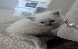 Ragdoll cats for sale: Beautiful Ragdolls  - Image 7
