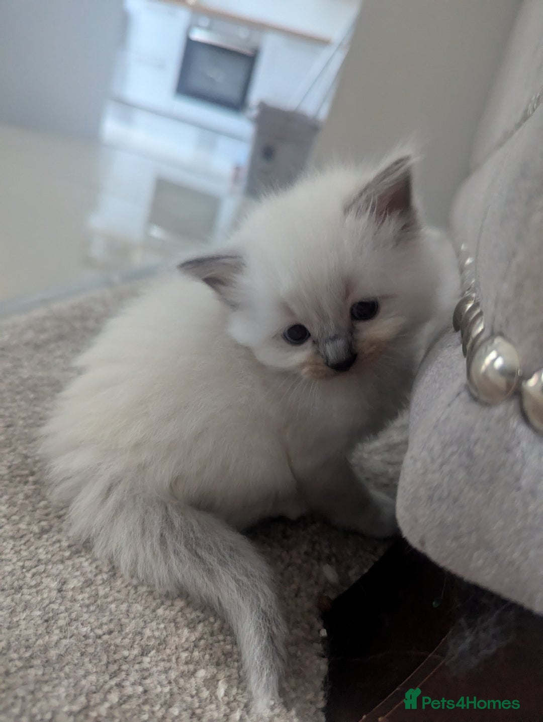 Ragdoll cats for sale: Beautiful Ragdolls  - Image 7