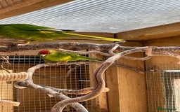 Parakeets birds for sale: Young Emerald Green Kakariki  - Image 3