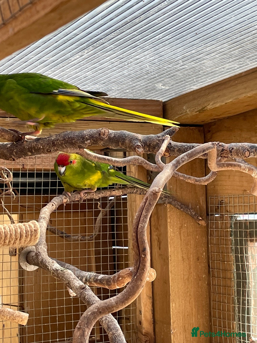 Parakeets birds for sale: Young Emerald Green Kakariki  - Image 3