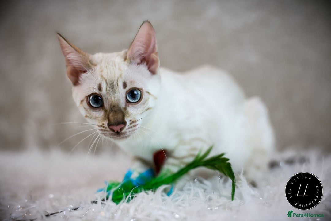 Bengal cats for sale: Beautiful Silver Lynx Bengal Kitten - Image 4