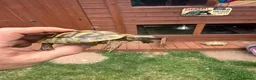 Hermann Tortoise reptiles for sale: 3 year old Hermann’s Tortoises in Birmingham - Advert 7