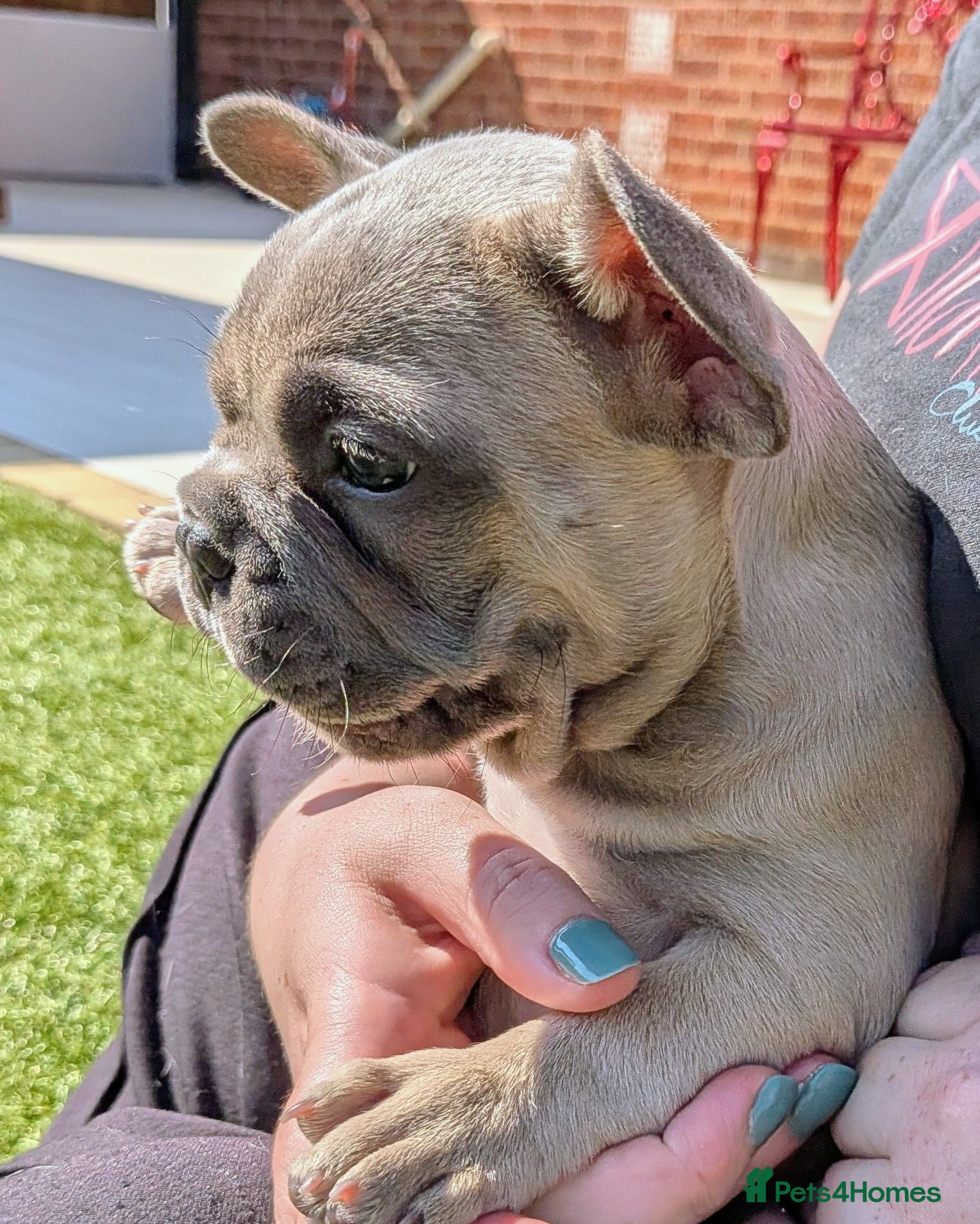 French Bulldog dogs French bulldog puppies Kennel Club registered  - Advert 2
