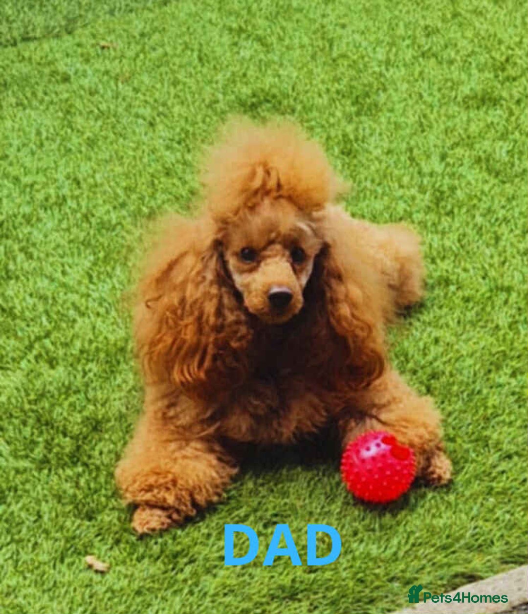 Maltipoo dogs for sale: Red mini maltipoo F1b puppies 😍💙💓 - Advert 9