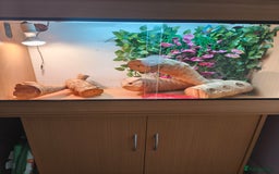 Bearded Dragon reptiles for sale: Male bearded dragon and setup - Image 4