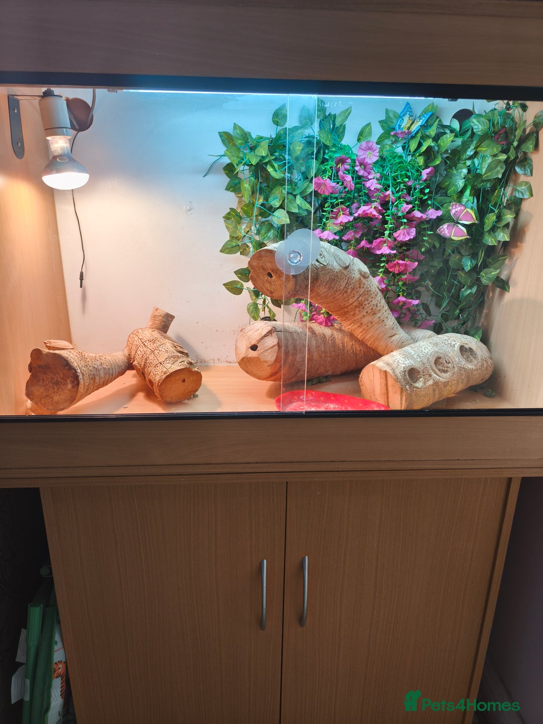 Bearded Dragon reptiles for sale: Male bearded dragon and setup - Image 4
