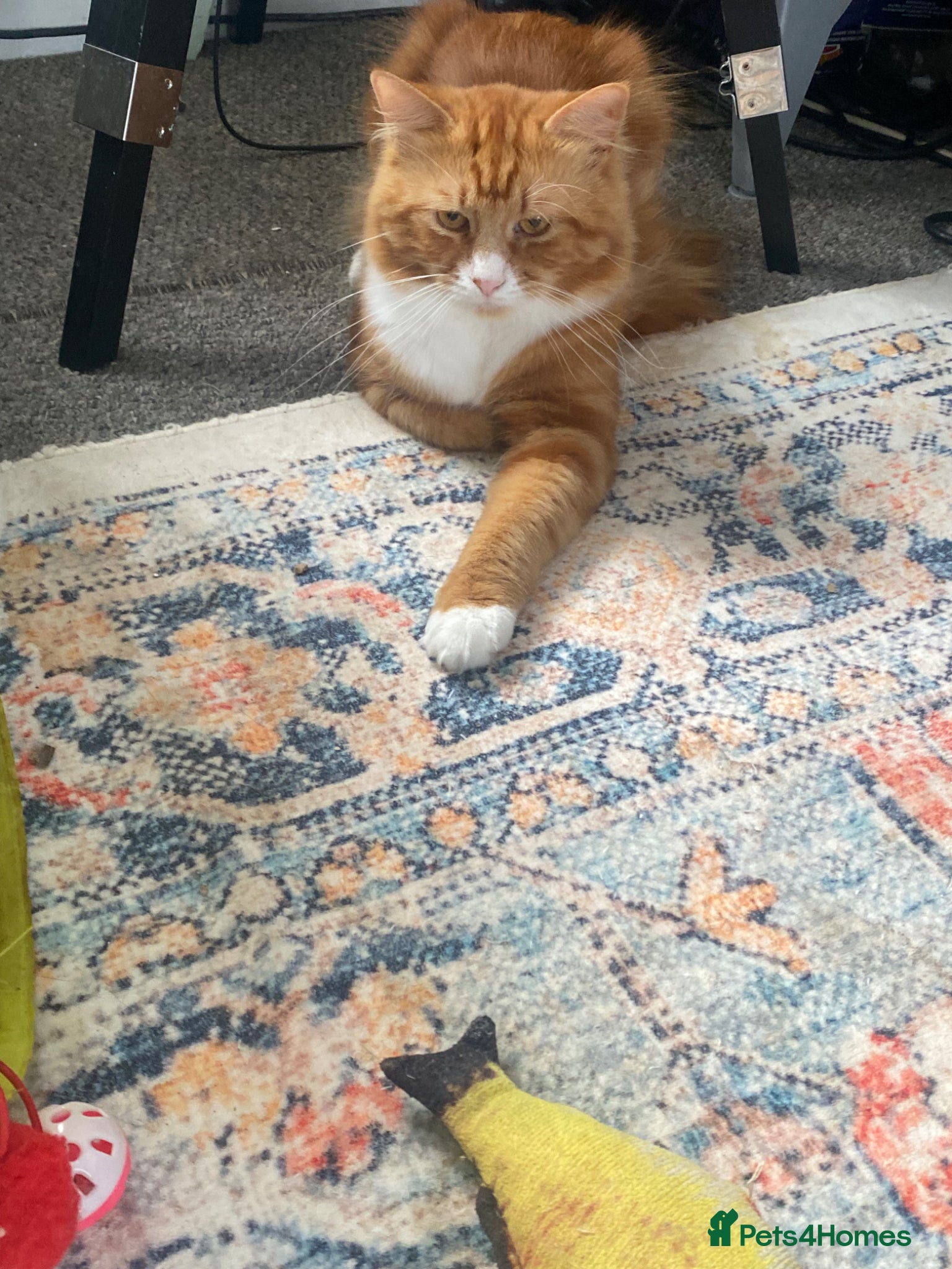 Mixed Breed cats 2 beautiful cats need rehomimg !! - Advert 1