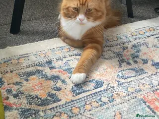 Mixed Breed cats 2 beautiful cats need rehomimg !! - Advert 1