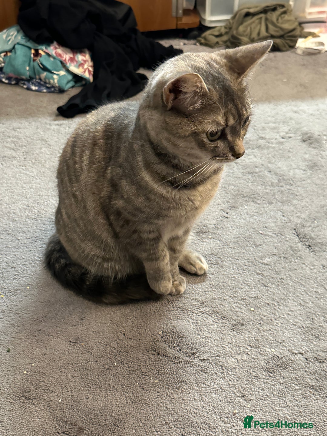 Mixed Breed cats for sale: Torbie Arabian Mau X BSH - Advert 8