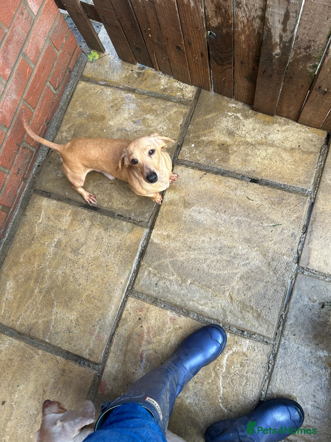 Miniature Dachshund dogs for stud: 🍦Cupid Draw back your bow🩷 up for stud!  - Advert 2