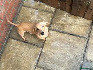 Miniature Dachshund dogs 🍦Cupid Draw back your bow🩷 up for stud! - Advert 15