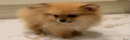Pomeranian dogs for sale: 2 beautiful Pomeranian puppies - Advert 14