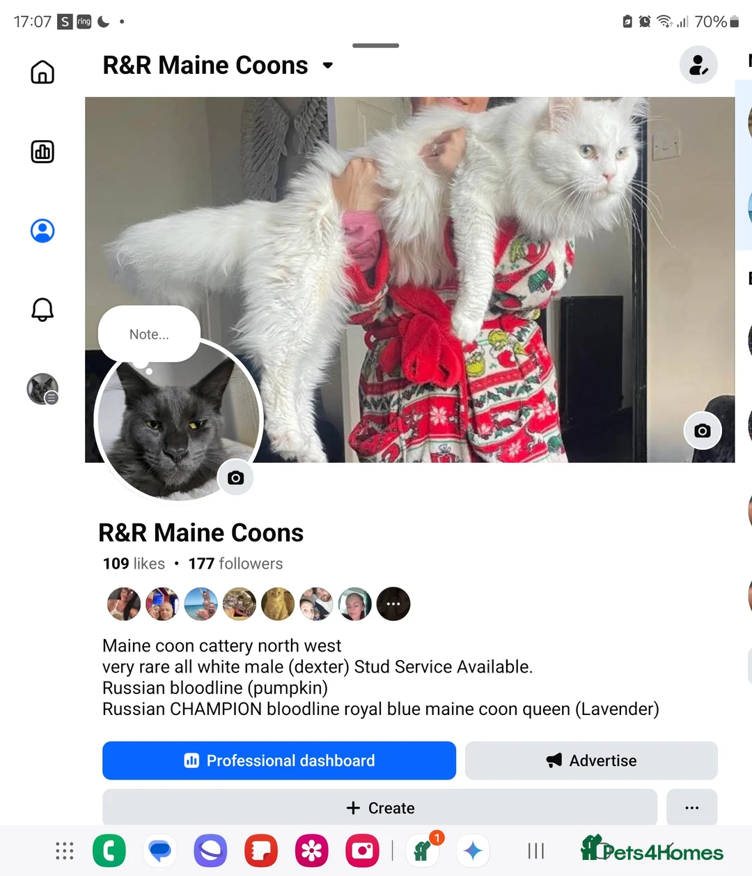 Maine Coon cats for stud: XXL Rare solid white Maine coon stud. in Wigan - Advert 9