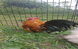 Chickens poultry for sale: 10 x Roosters *FREE*POLISH,serama,pekin *FREE* in Spilsby - Image 7