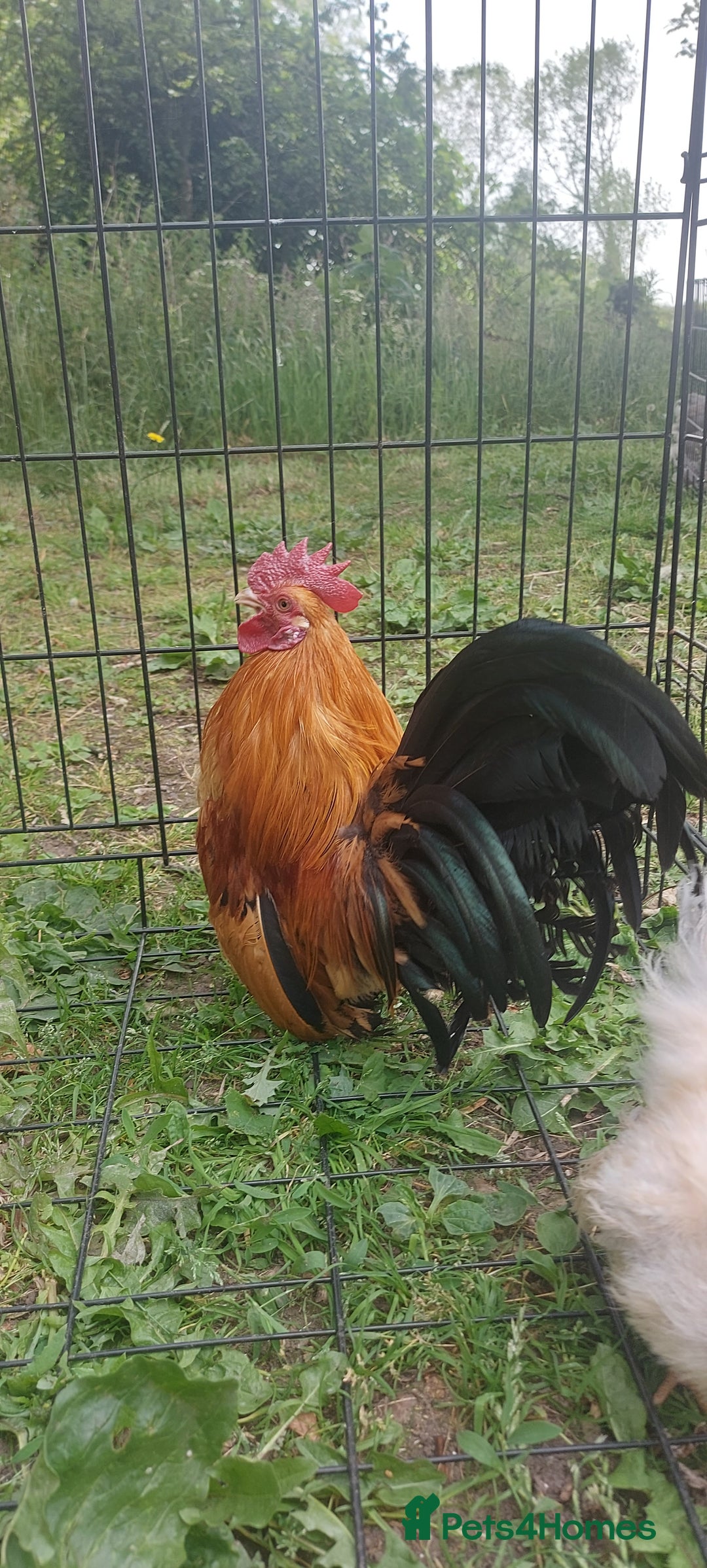 Chickens poultry for sale: 10 x Roosters *FREE*POLISH,serama,pekin *FREE* in Spilsby - Image 7