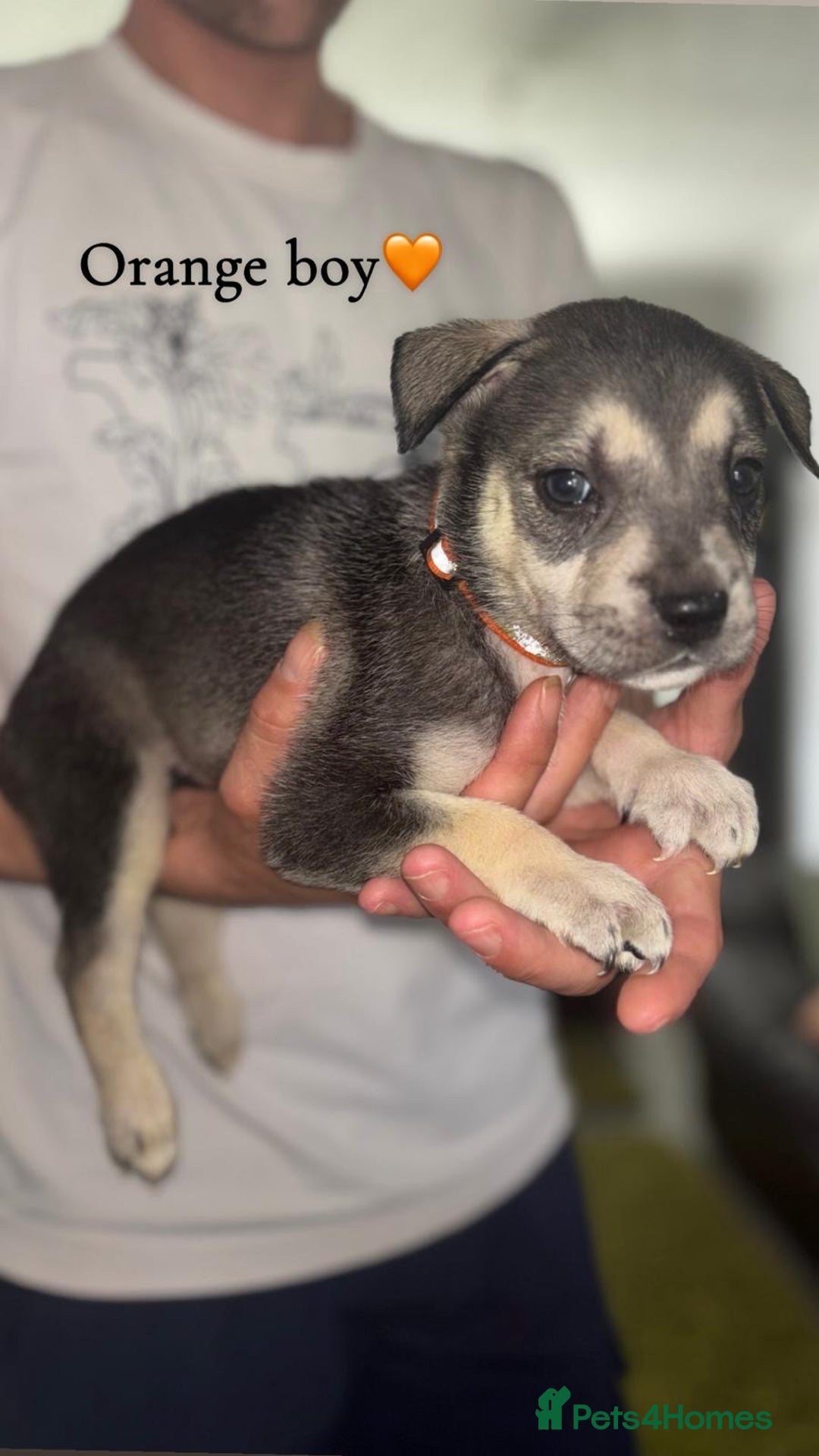 Mixed Breed dogs for sale: Husky x American bully’s  - Image 8