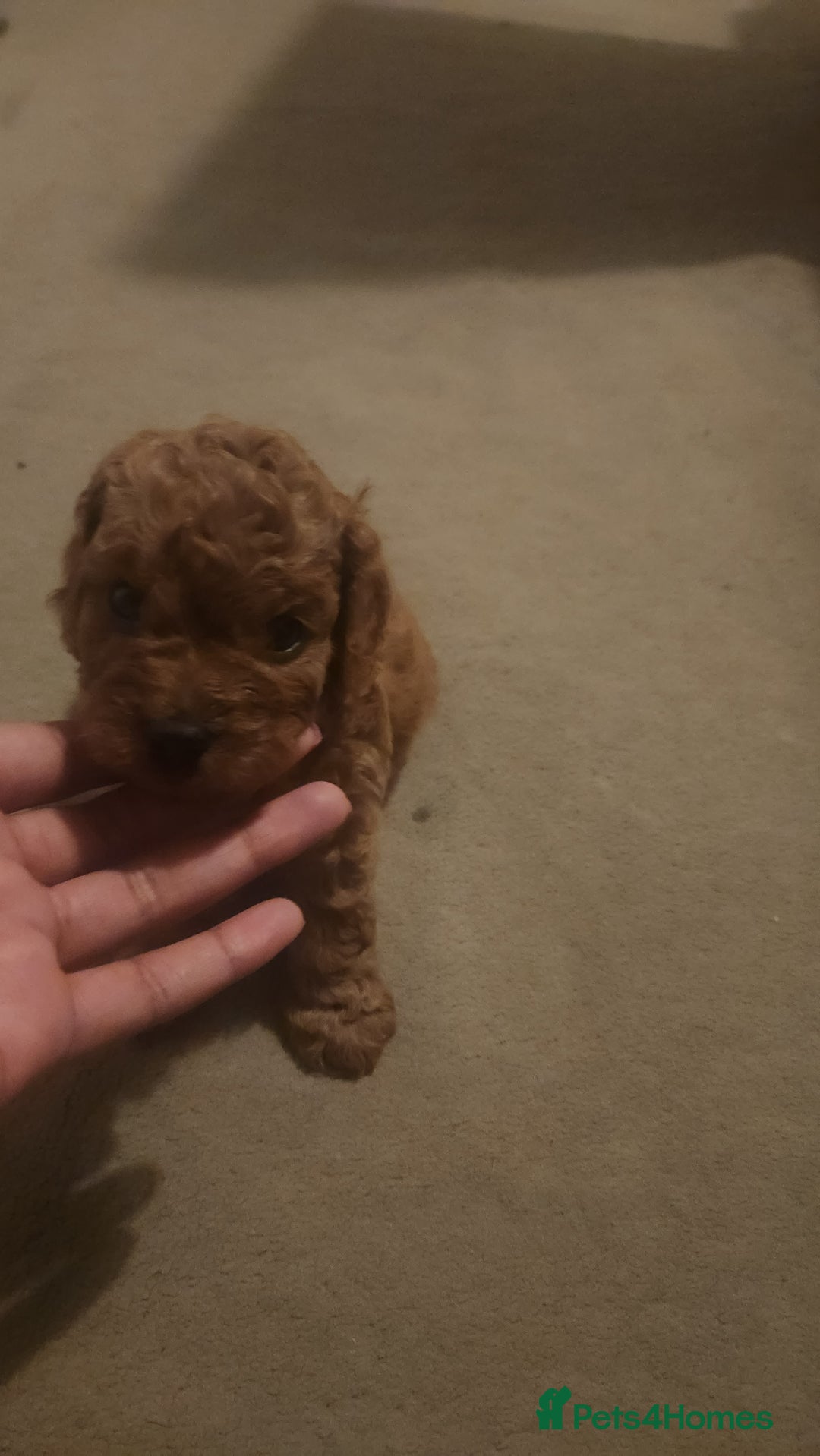 Cavapoo dogs for sale: 🐾 F1B Cavapoo Puppies – Ready 5th September 🐾 - Image 7