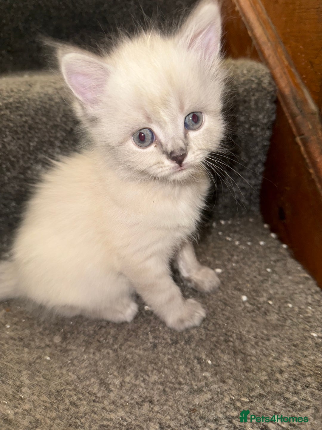 Ragdoll cats for sale: ADORABLE RAGDOLL KITTENS - READY NOW - Image 7