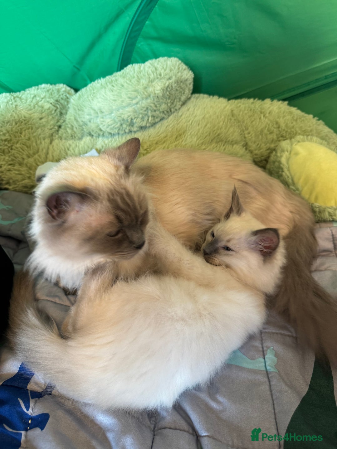 Ragdoll cats for sale: Female & Male Ragdoll for rehome - Image 2