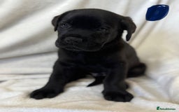 Mixed Breed dogs for sale: Two gorgeous Shepherd cross Mastiff male pups left - Image 8