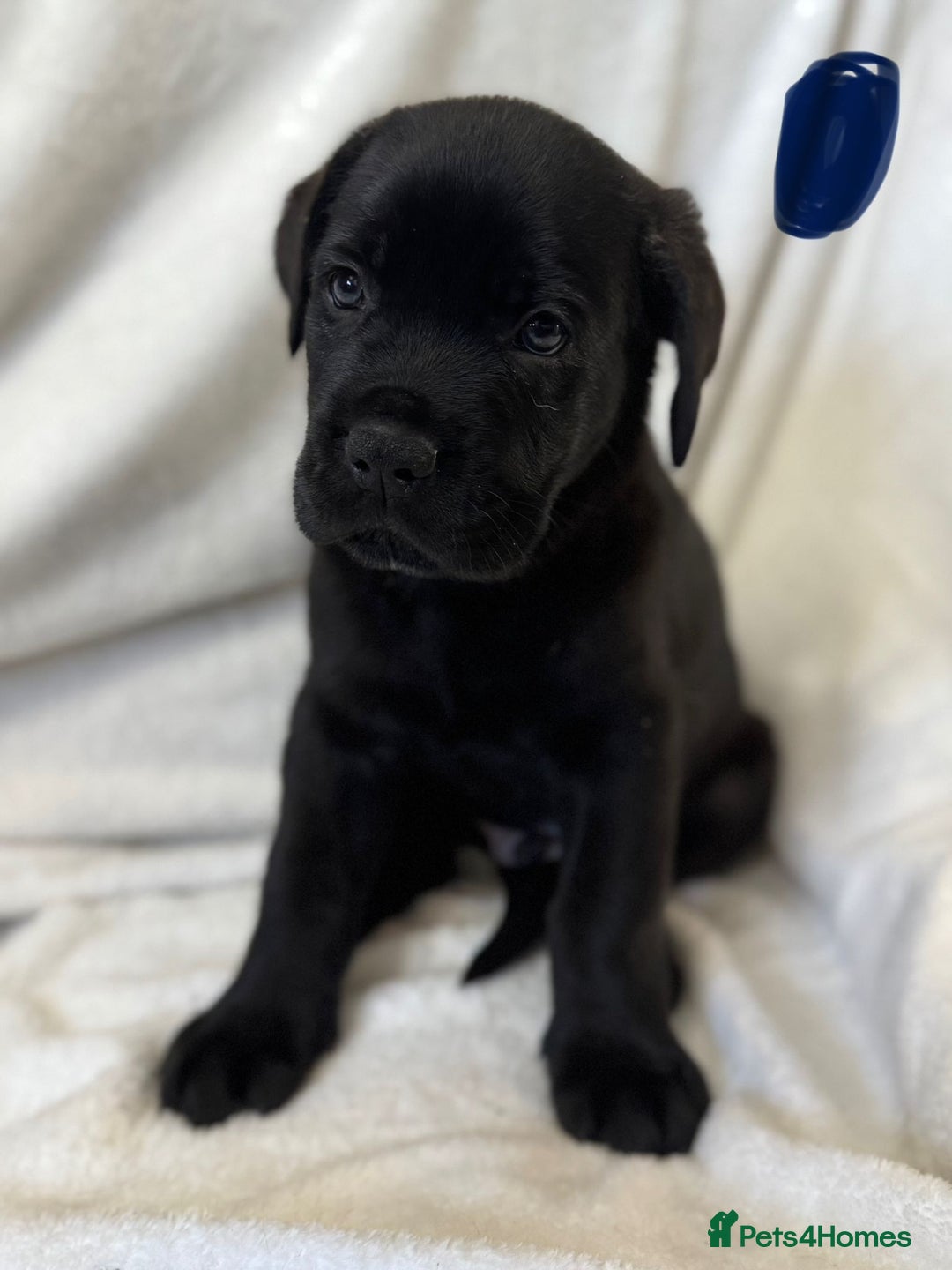 Mixed Breed dogs for sale: Two gorgeous Shepherd cross Mastiff male pups left - Image 8