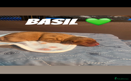 Labrador Retriever dogs for sale: Fox red Labrador puppies  - Image 7