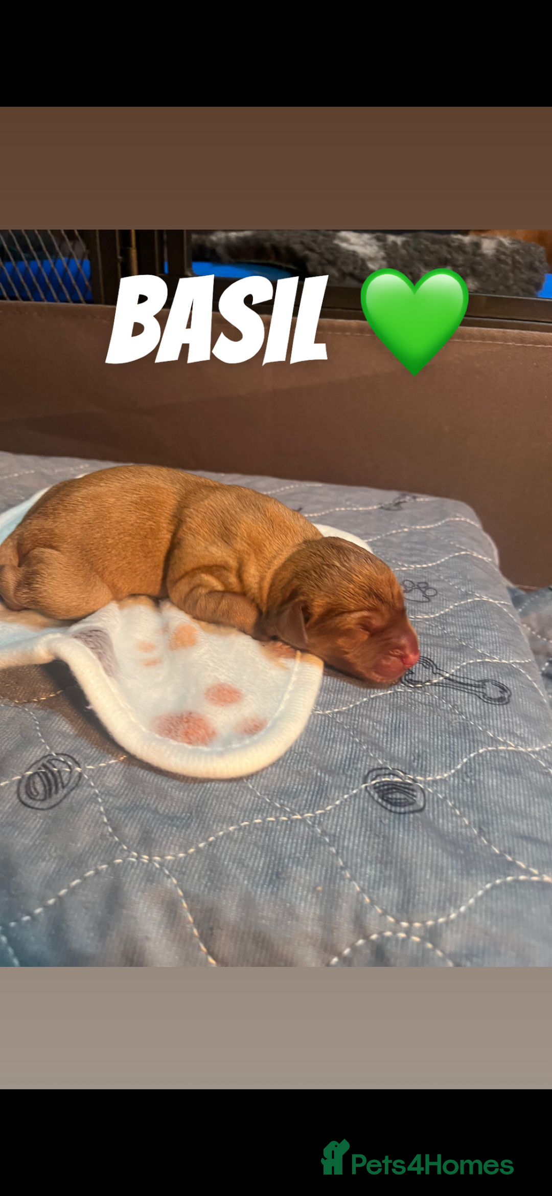 Labrador Retriever dogs for sale: Fox red Labrador puppies  - Image 7