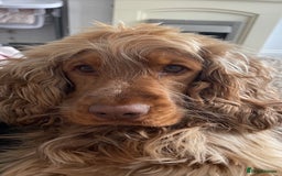 Cocker Spaniel dogs for stud: Proven Chocolate Sable Show Cocker STUD in Hull - Image 2