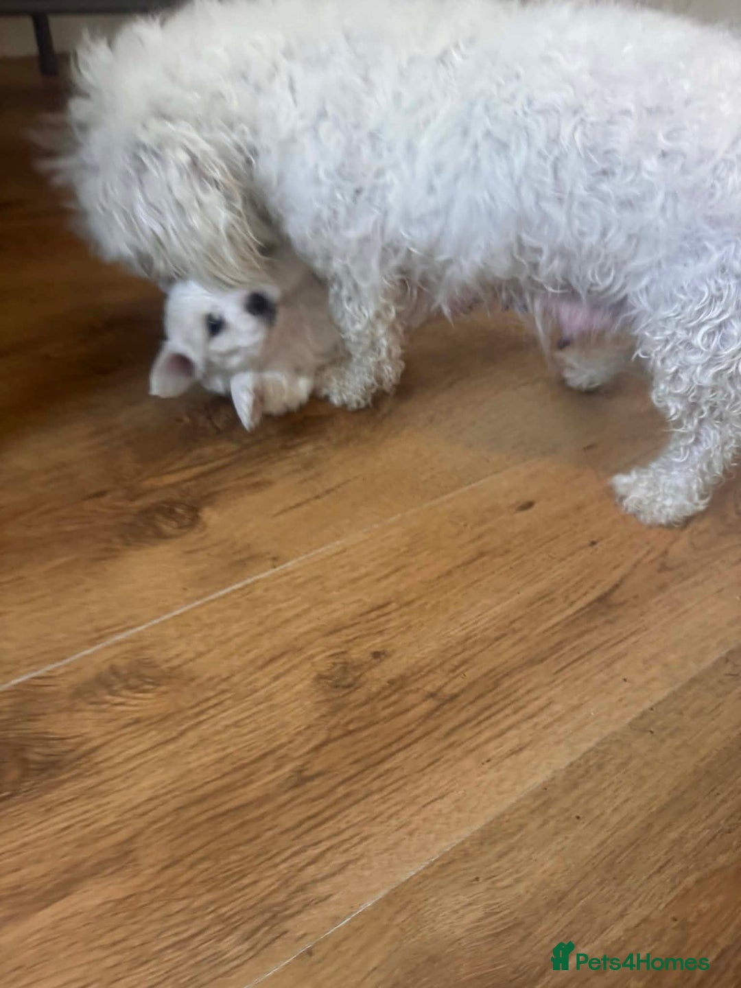 Bichon Frise dogs for sale: Bichon maltese - Advert 5