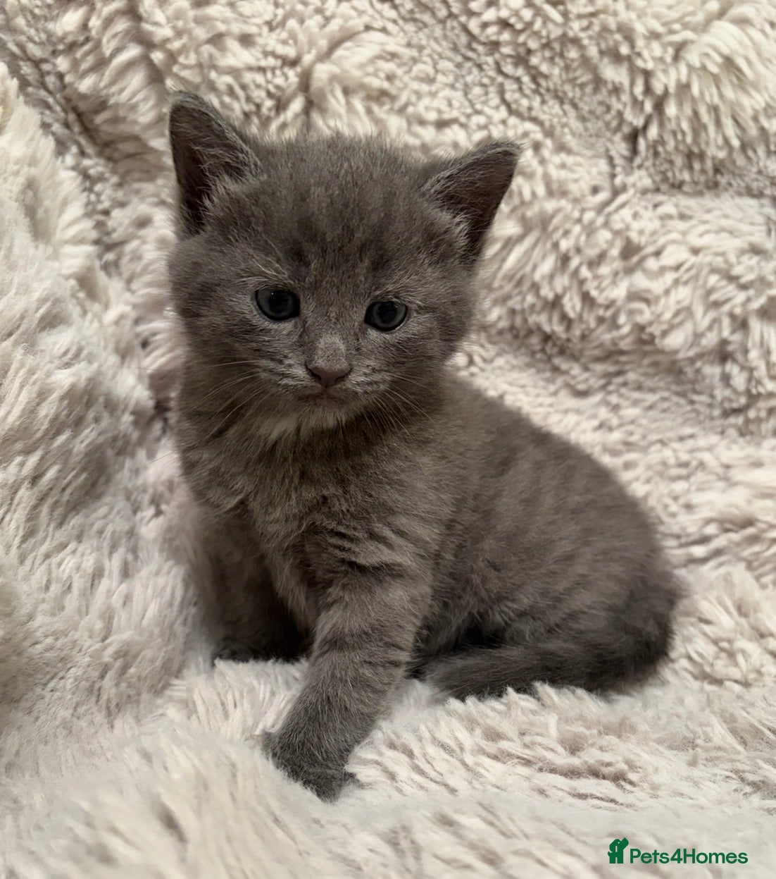 Mixed Breed cats Stunning fluffy gray kitten  - Advert 1