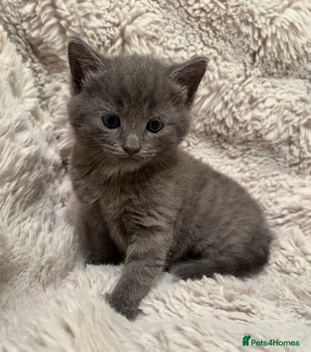 Mixed Breed cats for sale: Stunning fluffy gray kitten  - Advert 1