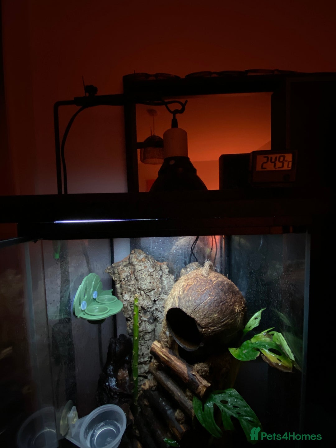 Gecko reptiles for sale: Lilly white crested gecko with full set up - Advert 4