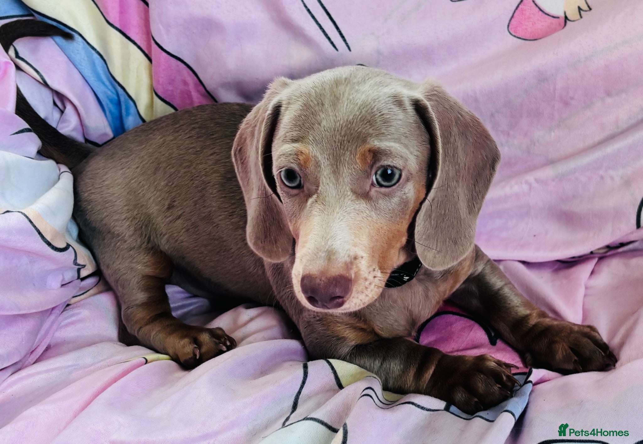 Miniature Dachshund dogs Dachshund puppies from health tested parents  - Advert 3