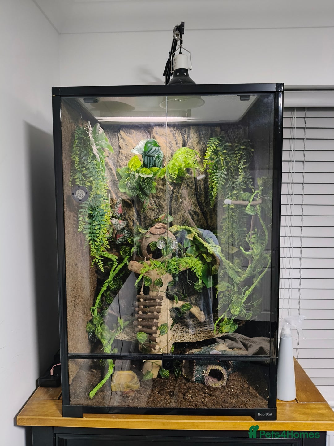 Gecko reptiles for sale: Crested Gecko with enclosure - female - Advert 1