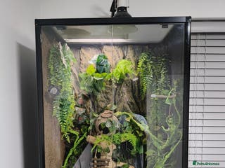 Gecko reptiles Crested Gecko with enclosure - female - Advert 1