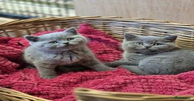 British Shorthair cats - Advert 16