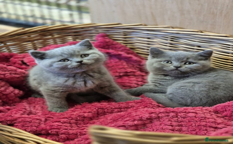 British Shorthair cats - Advert 3