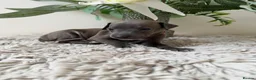 Italian Greyhound dogs for sale: KC registered Beautiful pups - Advert 25