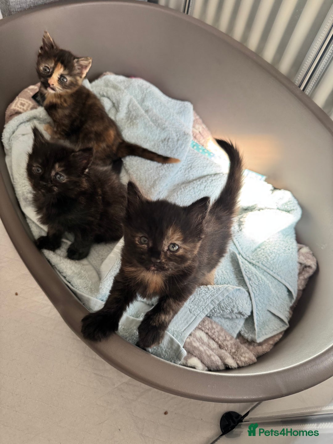 British Longhair cats for sale: Longhair & Shorthair Kittens - Image 6
