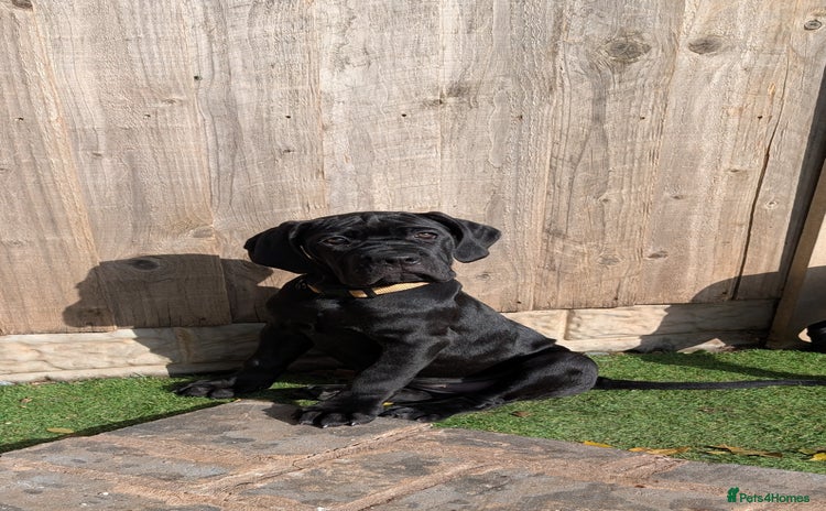 Cane Corso dogs - Advert 1