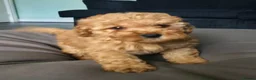 Cockapoo dogs for sale: 4 Adorable f1b cockerpoo pups 🐶  - Advert 2