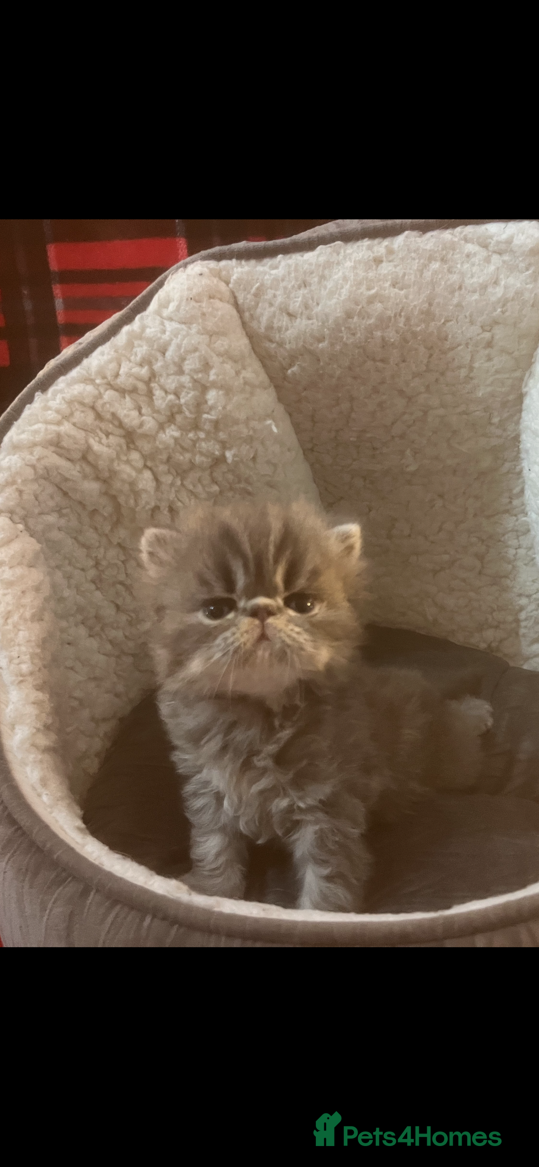 Persian cats for sale: 4 ADORABLE LITTLE CUTIE PIES, (READY 9TH JAN)  - Advert 1