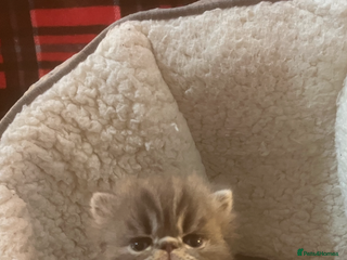 Persian cats 4 ADORABLE LITTLE CUTIE PIES, (READY 9TH JAN) - Advert 13