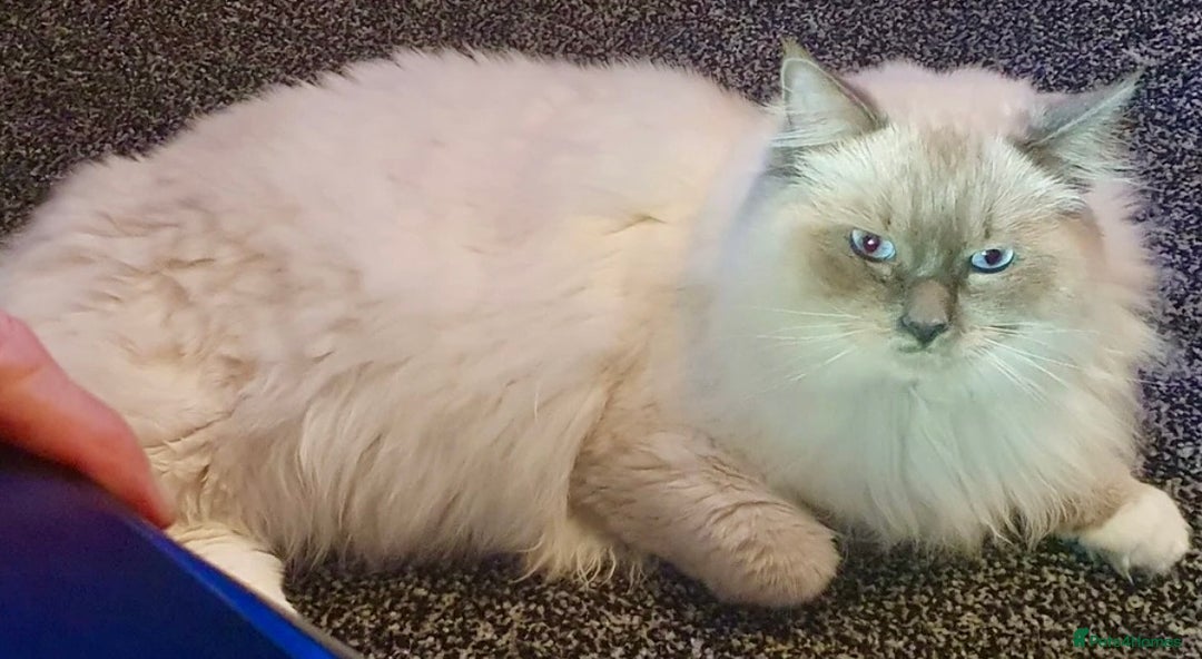 Ragdoll cats for sale: Cute & Gorgeous Purebred Bluepoint Ragdoll Kittens - Image 11