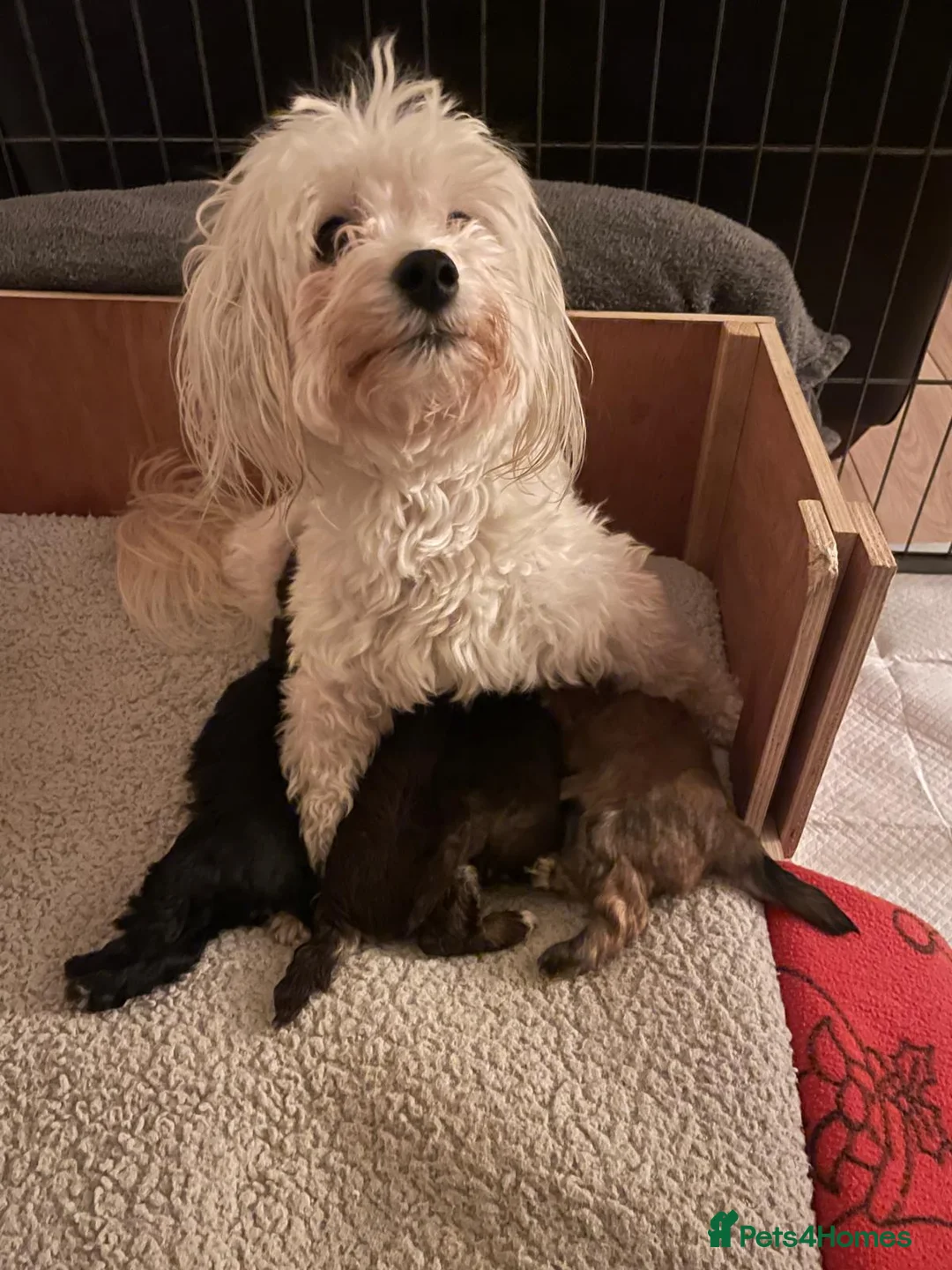 Maltipoo dogs for sale: Adorable Maltipoo girls ready to leave 22nd of Feb - Advert 2