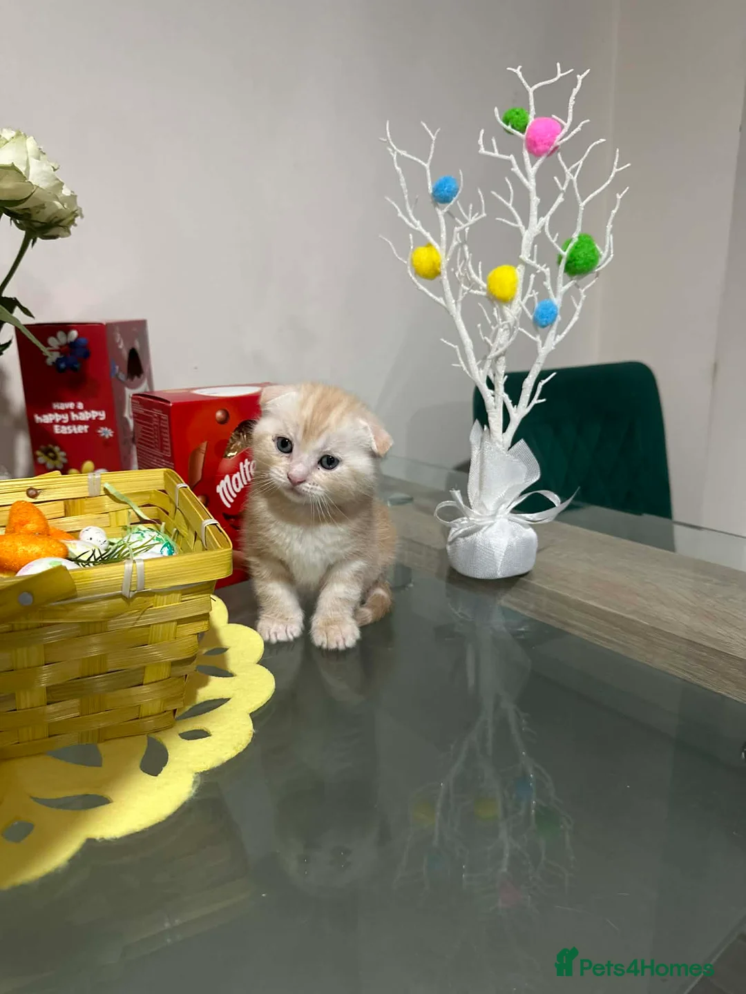 Scottish Fold cats for sale: Adorable scottish fold and straight kittens - Advert 1