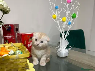 Scottish Fold cats Adorable scottish fold and straight kittens - Advert 2