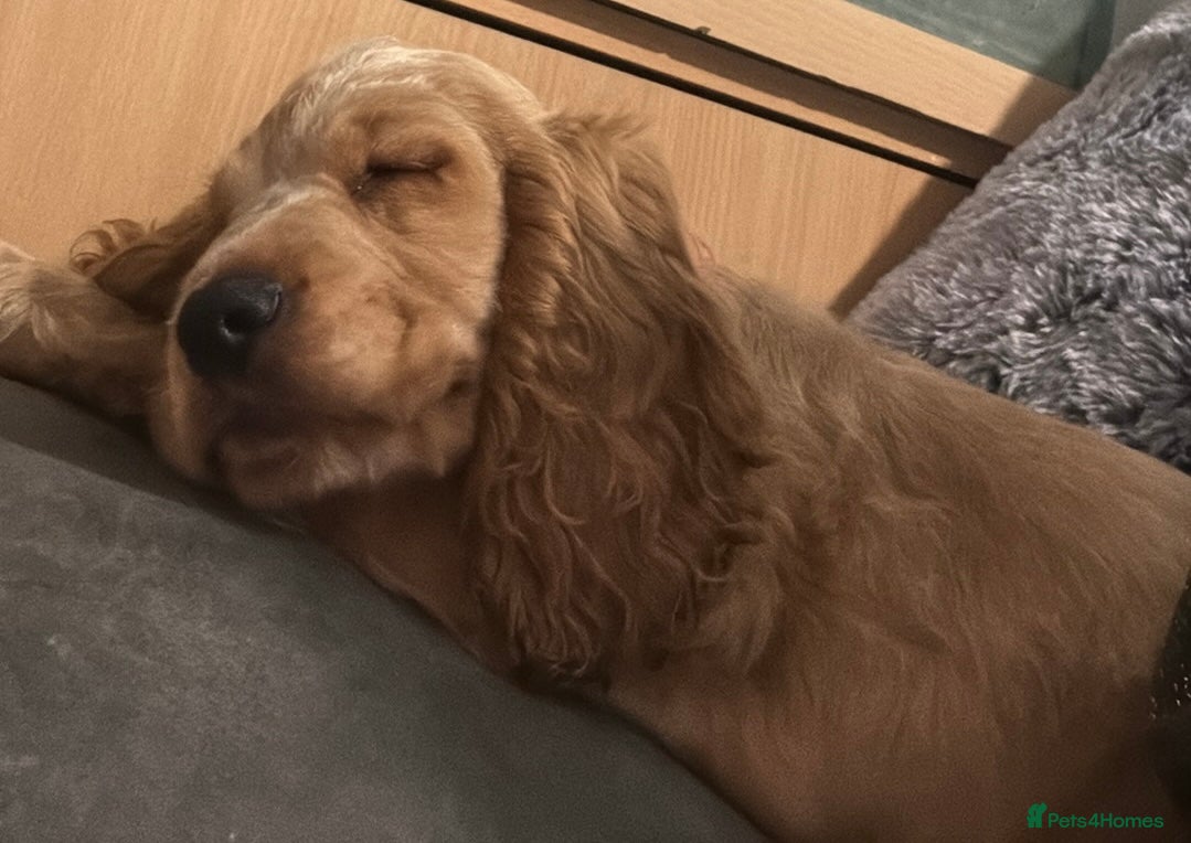 Cocker Spaniel dogs KC REGISTERED Show cocker spaniel health tested  - Advert 10